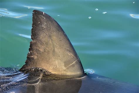 The Fin.